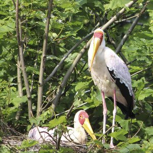 Nimmersatt-Storch Grugapark Essen